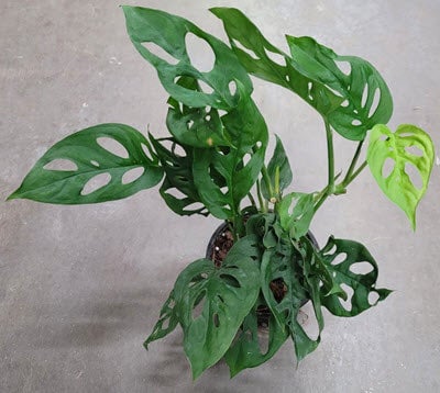 faux snake plant Nearly Natural 3.5 ft. Artificial Sansevieria Plant in White Planter main image 0