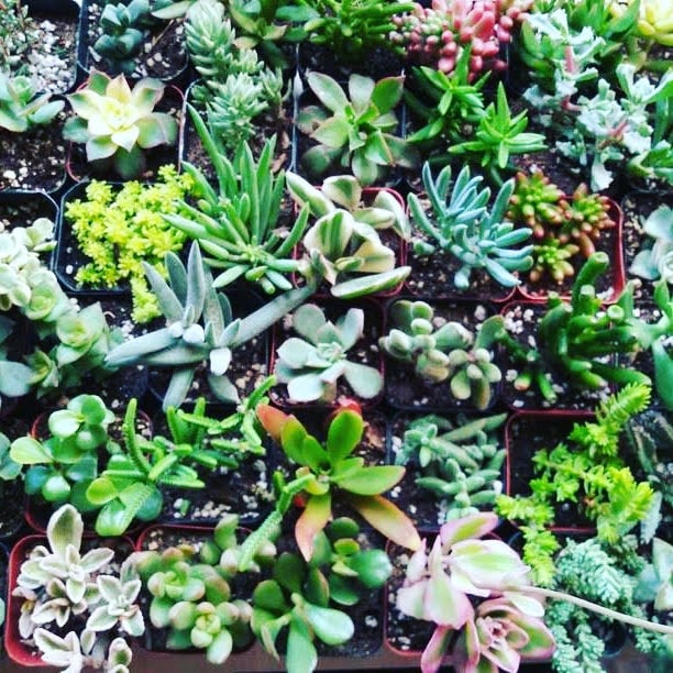 Succulent Design Class